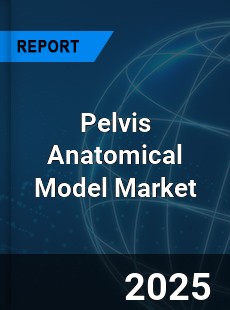 Global Pelvis Anatomical Model Market